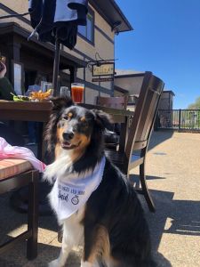 wigglebutt-wanderlust-antler-hill-village-biltmore-estate-village-social-dog-friendly-magnus-outdoor-patio-sun-food