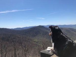 wigglebutt-wanderlust-magnus-blue-ridge-parkway-asheville-north-carolina-mountains-view-beautiful