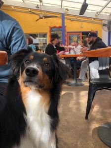 wigglebutt-wanderlust-sunny-point-cafe-asheville-north-carolina-brunch-patio-magnus